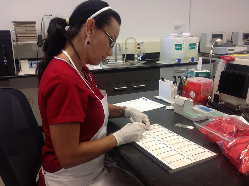 Someone working in the lab placing specimens in sections on a white tray.